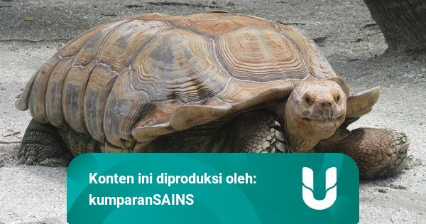 Dikira Sudah Punah, 5 Hewan Langka Ini Kembali Ditemukan
